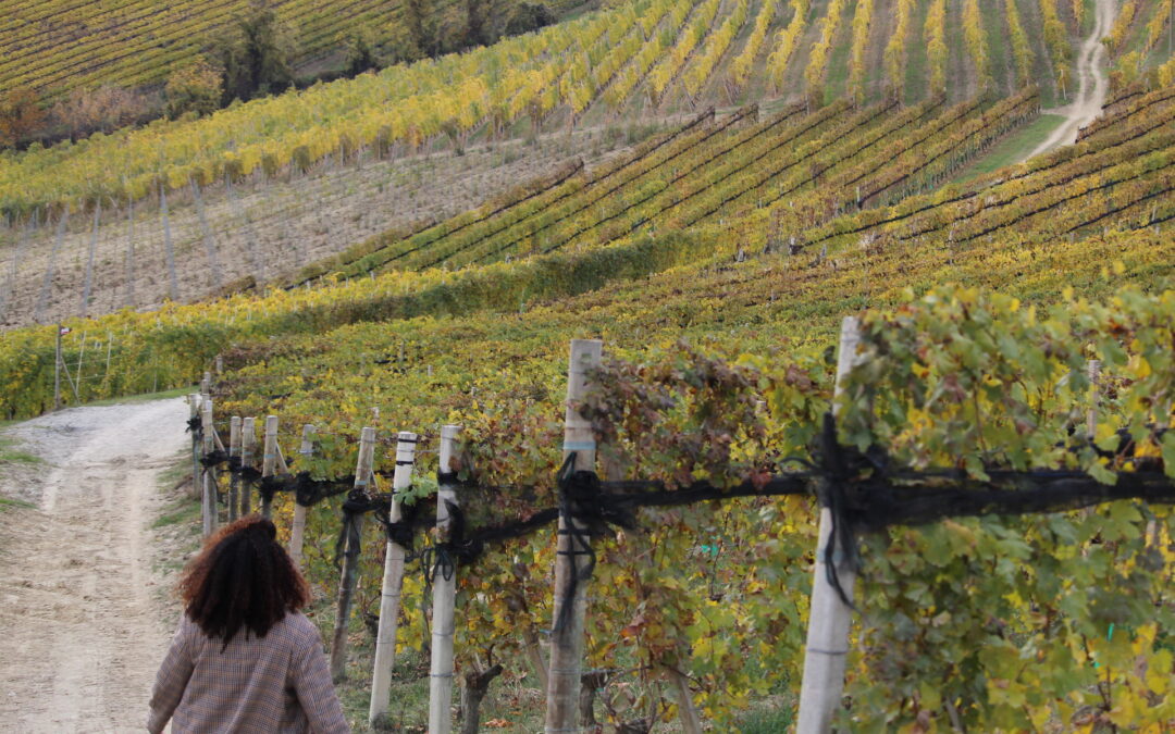 Experiencias enogastronómicas del Piemonte en Le Langhe
