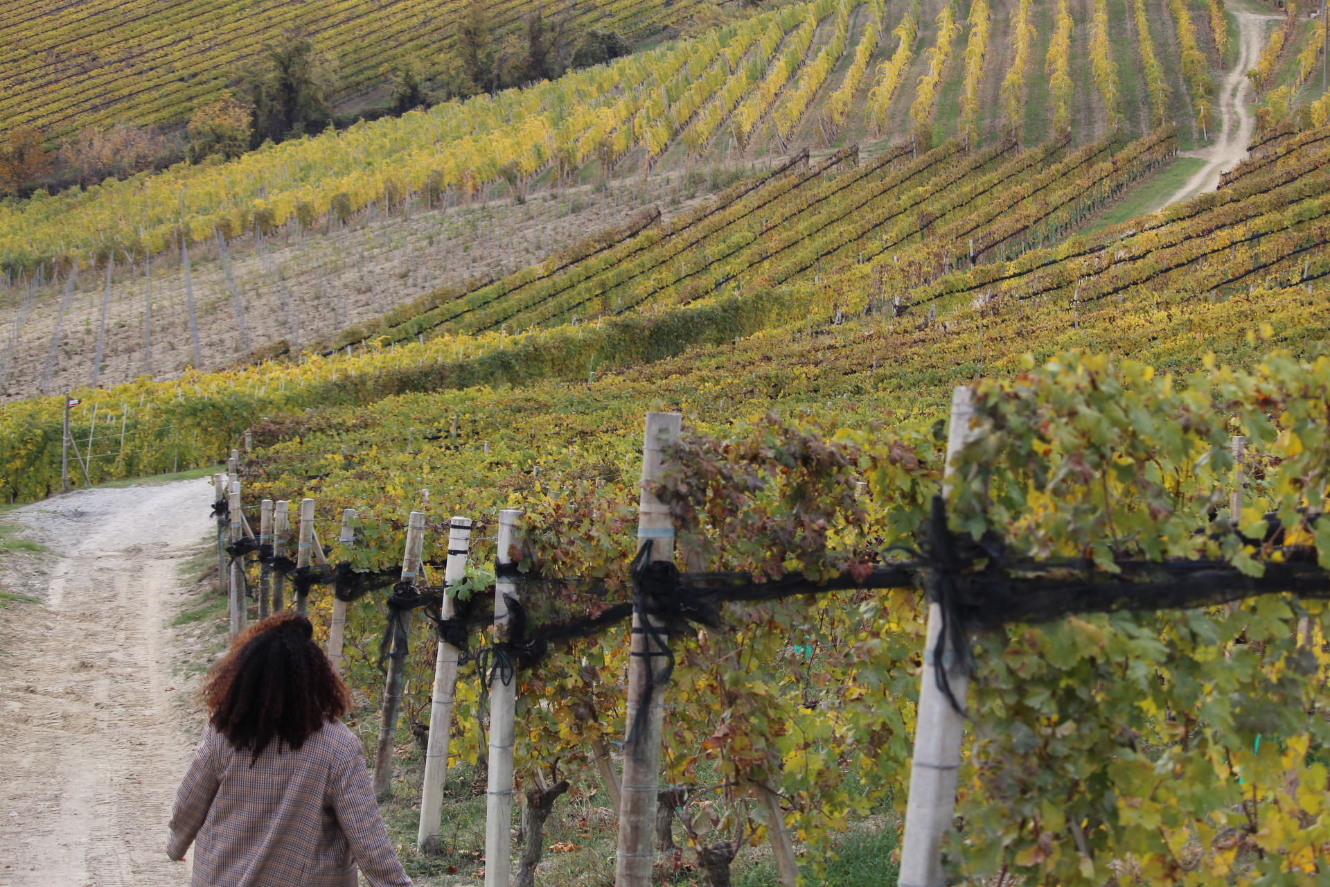 Experiencias enogastronómicas del Piemonte