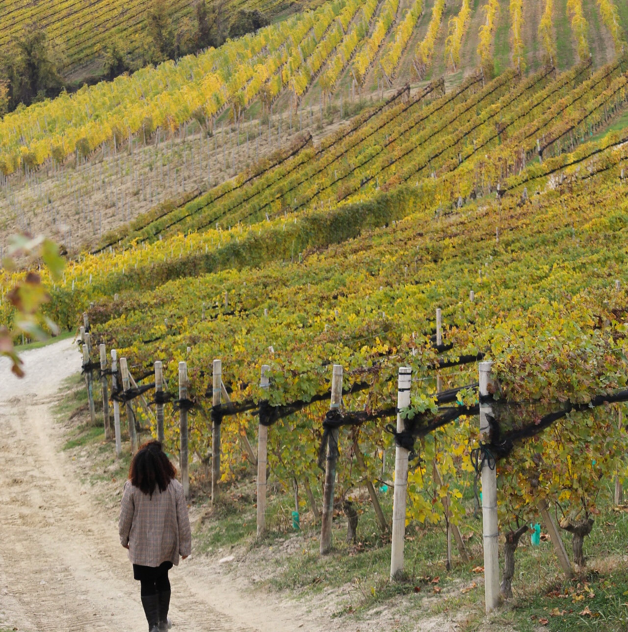 Le Langhe
