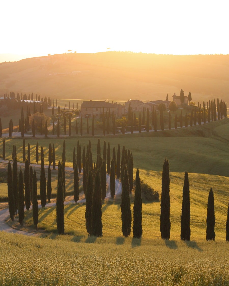Paisaje toscano iluminado por el sol con una sinuosa carretera bordeada de altos cipreses.