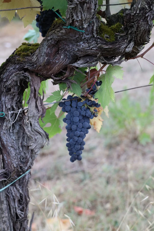 Un racimo de uvas moradas oscuras cuelga de una vid retorcida. Un racimo de uvas moradas oscuras cuelga de una vid retorcida.