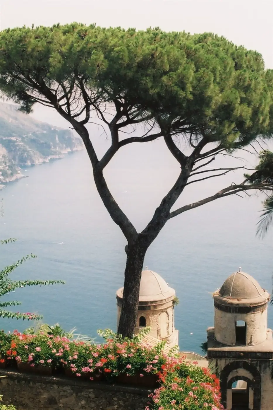 Pino frente al mar desde un jardín de Ravello, en la Costa Amalfitana